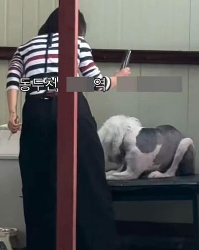 バリカンで繰り返し叩かれ、こらえる犬…韓国・飼い主の路上虐待動画が波紋