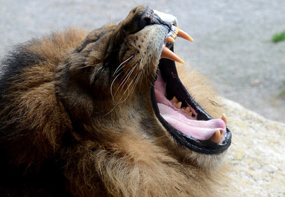 アフリカ人と動物並べた写真、中国の展覧会で撤去 差別との非難受け