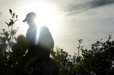 カナダ企業、コカイン製造・販売の許可取得