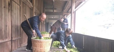 福建省武夷山で紅茶「正山小種」の製茶技術大会