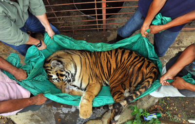 猛獣トラが歯の治療でぐったり、コロンビア