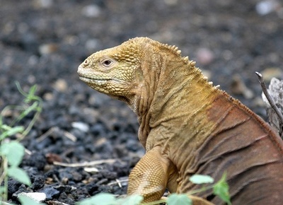 イグアナ密輸のドイツ人に禁錮4年　エクアドルの裁判所