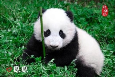 国内初のイメージキャラクターになったジャイアントパンダ 四川省