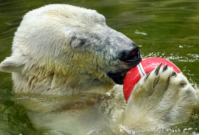 プールで遊ぶミュンヘンのホッキョクグマ