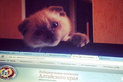 「市長選」でネコ圧勝、人間の汚職にうんざり ロシア