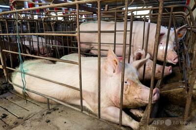 スペイン、アフリカ豚熱の研究所流出説を排除せず<br />