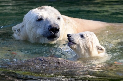 ホッキョクグマの赤ちゃん、ママと一緒に水遊び フランス