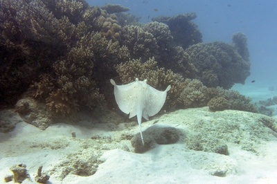 豪南部のビーチで遊泳客死亡、アカエイに刺されたか