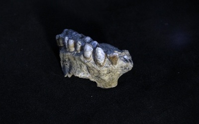 エチオピアで発見、「新種」初期人類の化石 ルーシーと同時代