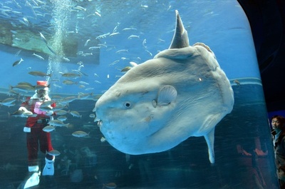 横浜・八景島シーパラダイスのクリスマス