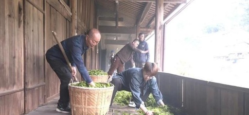 福建省武夷山で紅茶「正山小種」の製茶技術大会