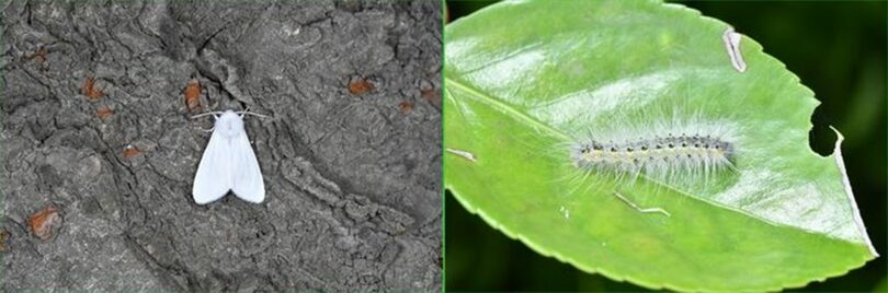 米国から侵入した森林害虫「アメリカシロヒトリ」の成虫（左）と幼虫（右）＝韓国山林庁提供(c)NEWSIS