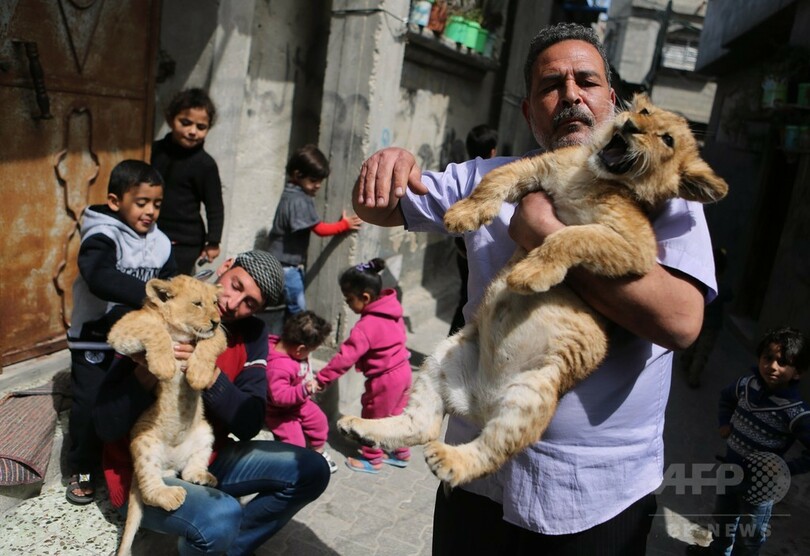 遊び相手は百獣の王？難民キャンプに暮らす子ライオン