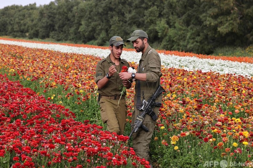 兵士の顔にも笑み 満開の花畑 イスラエル 写真15枚 国際ニュース Afpbb News