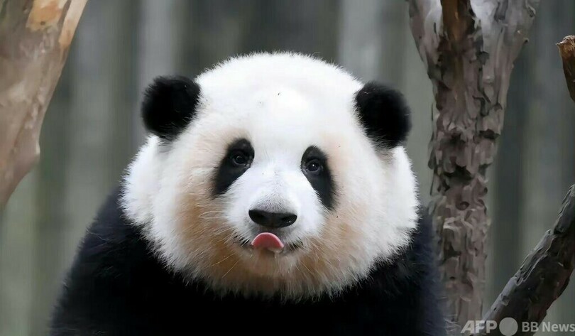 大みそかの夜にパンダが屋外に置き去りに、飼育員を解雇 中国