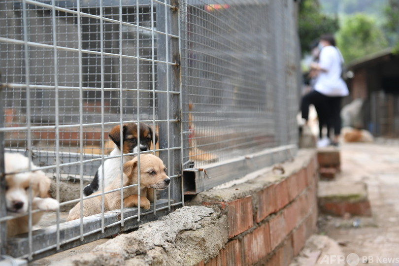 子犬や子猫を箱詰めにして宅配 中国の 動物版ブラインドボックス が問題に 写真1枚 国際ニュース Afpbb News