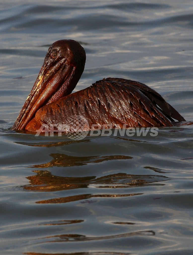 油まみれの鳥たち、メキシコ湾原油流出事故