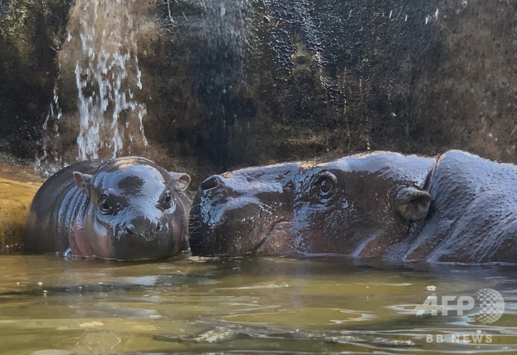 生後2日のカバの赤ちゃん、ママと水遊び 台湾