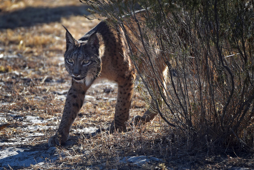 イベリアオオヤマネコを絶滅から救う捕獲飼育作戦 スペイン 写真25枚 国際ニュース Afpbb News