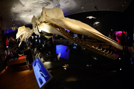 クジラの特別展、アメリカ自然史博物館で23日から ニューヨーク 写真15