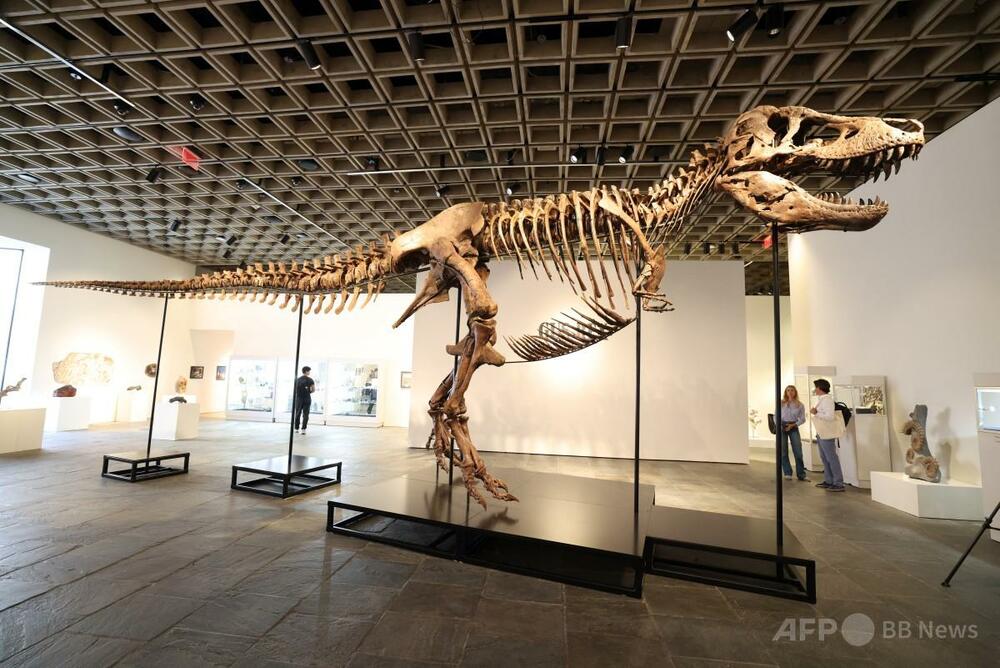 T・レックス骨格標本、史上最高の81億円で落札 米サザビーズ競売
