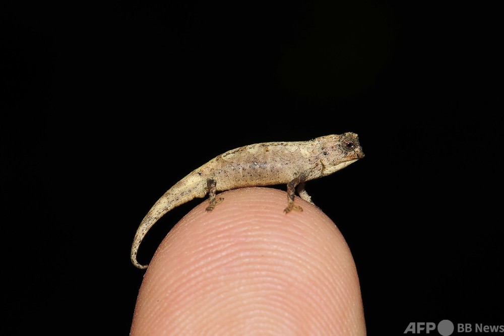 世界最小の爬虫類か、新種のカメレオン発見 マダガスカル