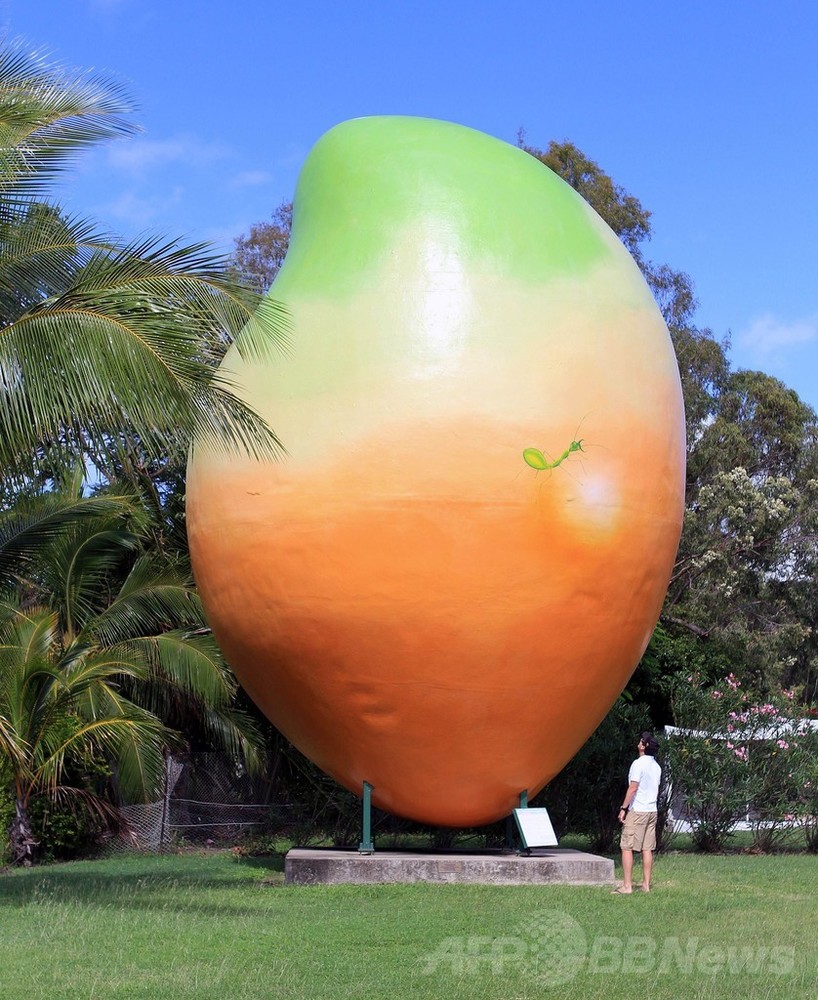 BIG mango摘果マンゴー24kg no2（宮崎産完熟マンゴー2玉入