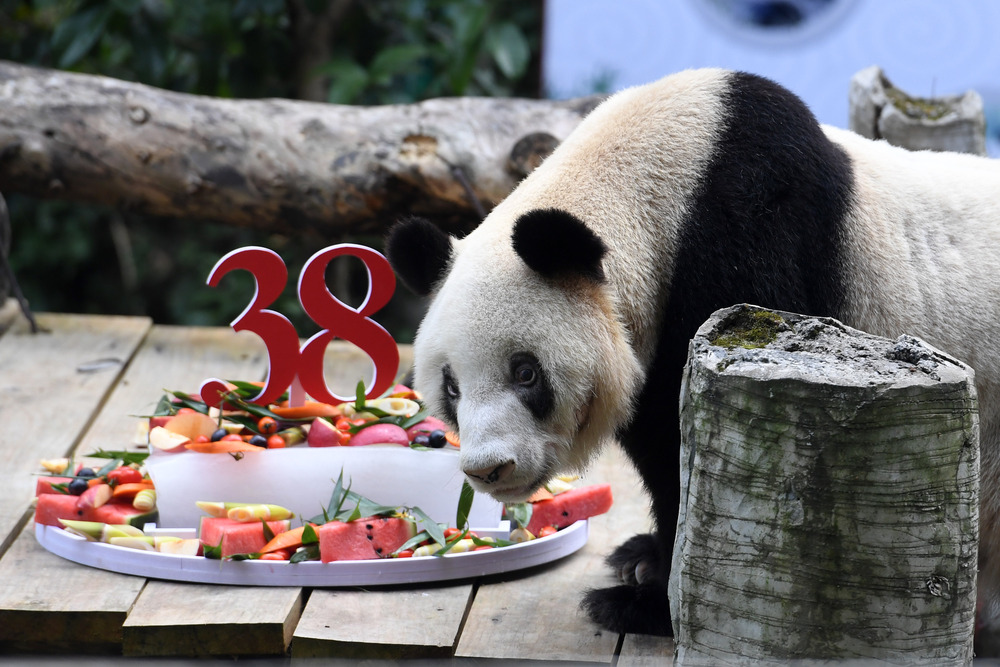 世界最高齢のパンダ 新星 死ぬ シャンシャンの曽祖母 写真1枚 国際ニュース Afpbb News