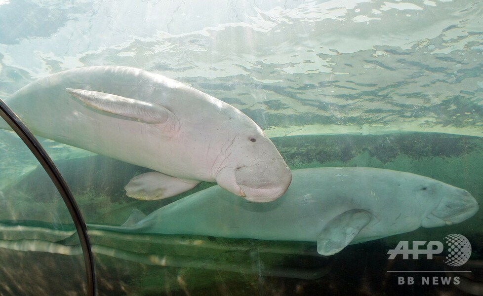 【写真特集】希少動物ジュゴン、個体数減の絶滅危惧種