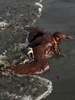 米南部沖のメキシコ湾（Gulf of Mexico）の原油流出事故で油まみれになったワライカモメ。米ルイジアナ（Louisiana）州East Grand Terre Islandで撮影。流出した原油はルイジアナ州沿岸部に大量に押し寄せている（2010年6月4日撮影）。(c)AFP/Getty Images/Win McNamee