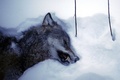 スウェーデンのクリスティーネハムン（Kristinehamn）近郊でのオオカミ狩りで撃ち殺されたメスのオオカミ（資料写真、2010年1月2日撮影）。(c)AFP/OLIVIER MORIN