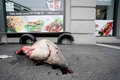 サメの頭部。ノルウェー・オスロで（2023年8月17日撮影）。(c)Stian Lysberg Solum / NTB / AFP