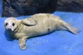 横浜・八景島シーパラダイスで一般公開されたハイイロアザラシの赤ちゃん（2023年4月5日撮影）。(c)Kazuhiro NOGI / AFP