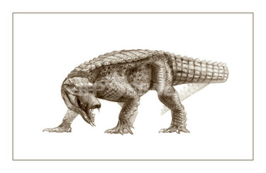 サハラのバラ　サハラ砂漠　化石 サハラのバラ サハラ砂漠 化石
