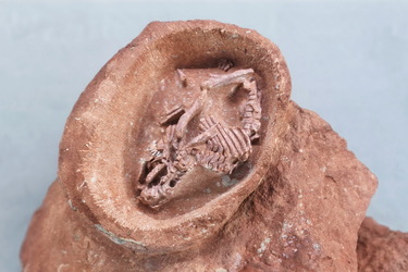 ハドロサウルスの胚胎化石、恐竜の発育・繁殖の謎を解明 写真6枚