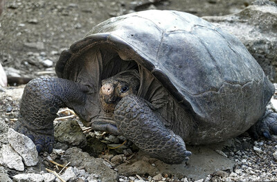 通販 送料無料  1世紀前に絶滅したはずのガラパゴスゾウガメ、生存を確認 写真5 特撮