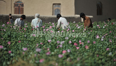 ケシ栽培から脱却できないアフガニスタンの農民 写真6枚 国際ニュース