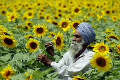 ひまわり満開！インド・アムリツァル