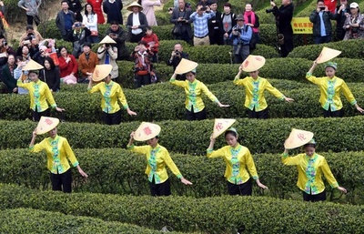 茶に漂う香りと情熱 福建で代々伝承するジャスミン茶作り