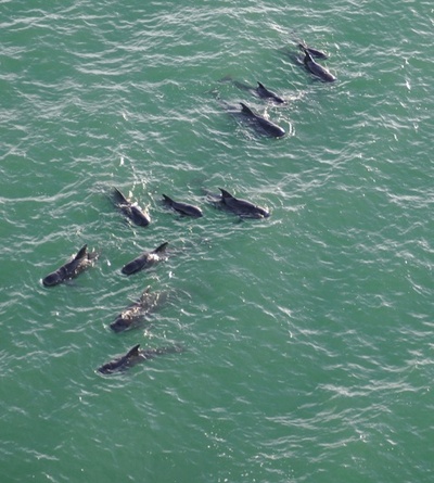 座礁したゴンドウクジラ、捜索を一時中止 米フロリダ