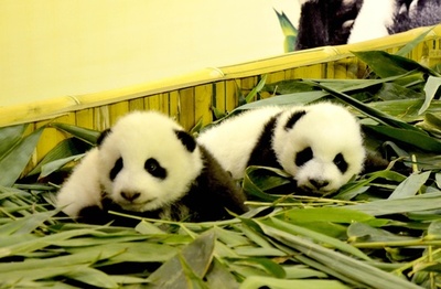 部外者が無許可でパンダの赤ちゃんに直接接触か 重慶動物園