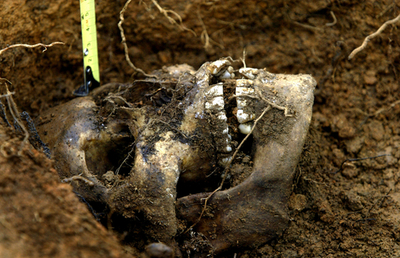 コロンビアで55遺体発見、極右団体の処刑犠牲者か