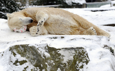 2009年もよろしく、ベルリン動物園のホッキョクグマ「クヌート」