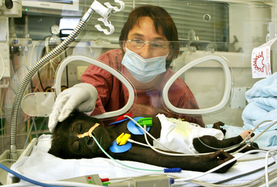 赤ちゃんゴリラが人間用の病院に入院