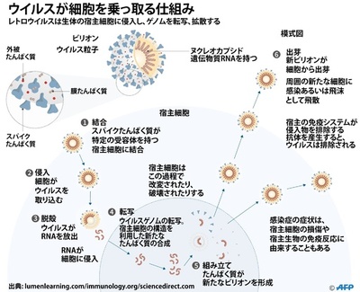 【図解】ウイルスが細胞を乗っ取る仕組み