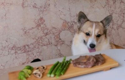 「霜降り牛ロース」をペットが食べる韓国の番組「かわいい」←「けしからん」←「犬に嫉妬するな」