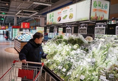 漢方薬「板藍根」が野菜に？中国で広がる「春を食す」ブーム