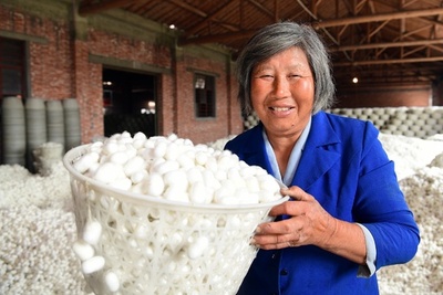 純白の繭たっぷり  江蘇省「シルクの郷」で カイコの収穫期