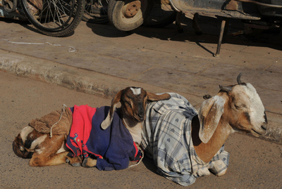 寒波到来のインド、ヤギも服着て寒さ対策