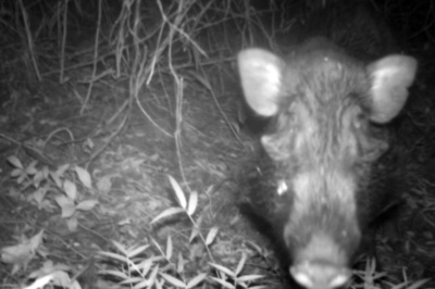 「世界一醜い豚」撮影に成功 ジャワ島の希少イノシシ